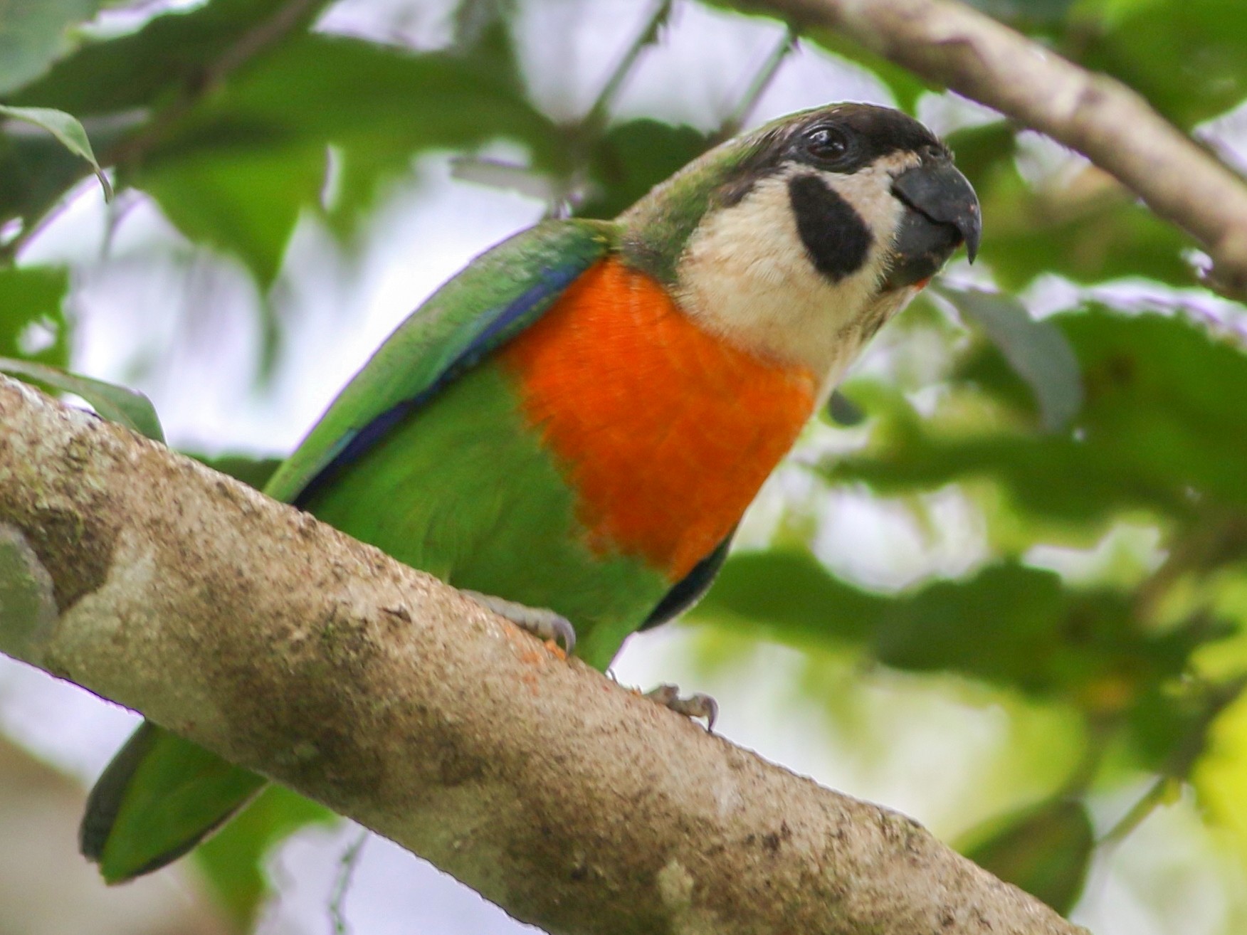 ホオグロイチジクインコ Ebird