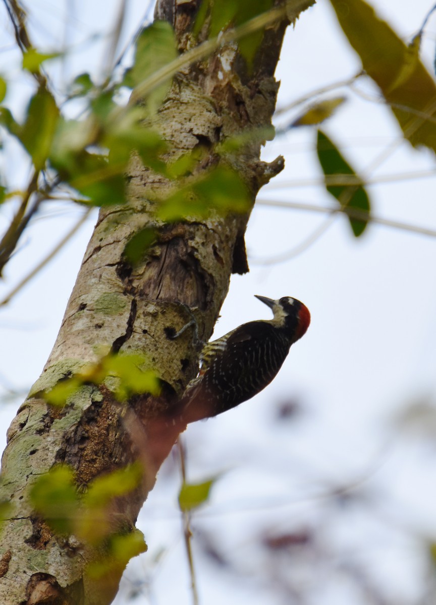 Black-cheeked Woodpecker - ML26331901