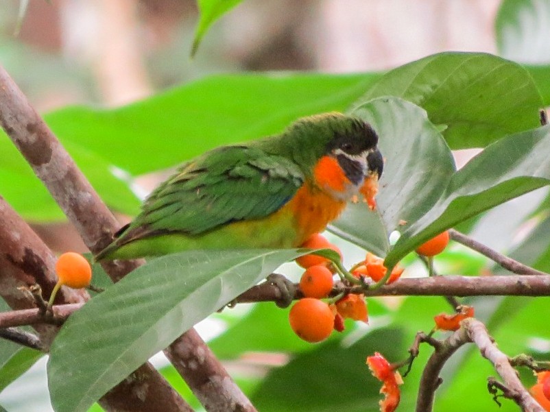 ホオグロイチジクインコ Ebird