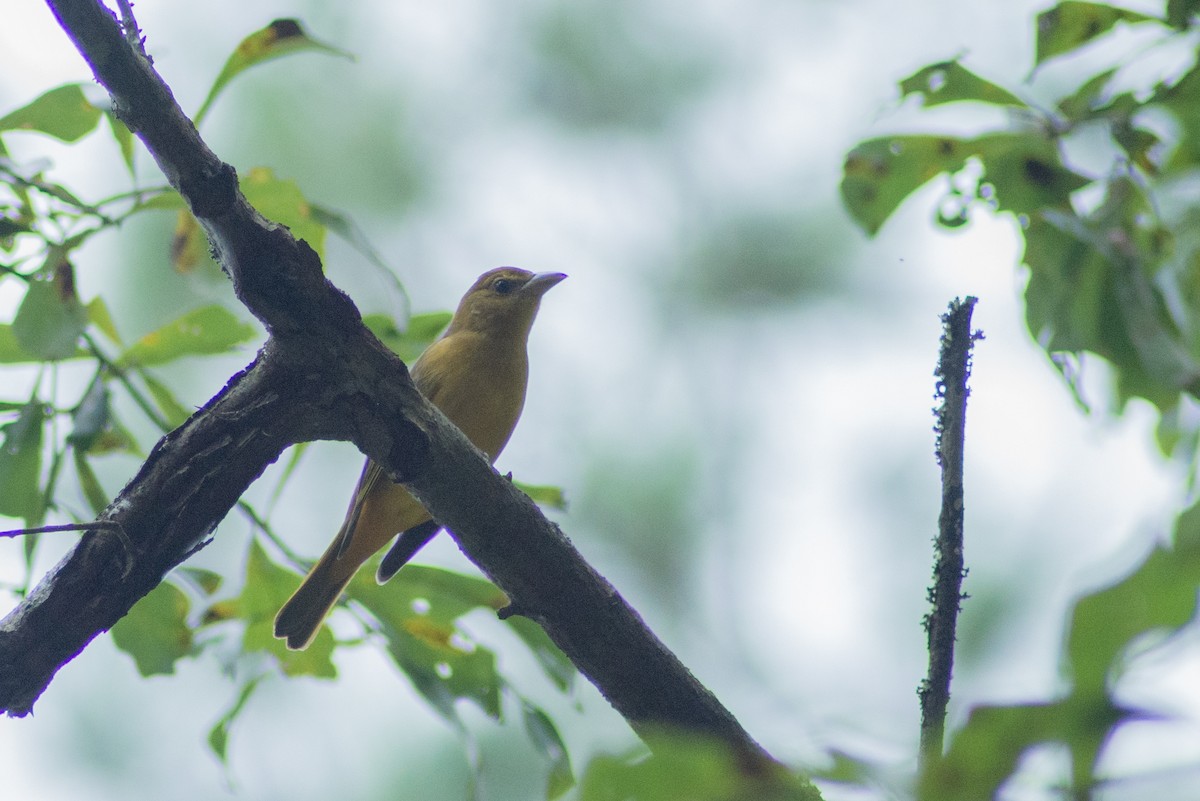 Scarlet Tanager - Joshua Snead