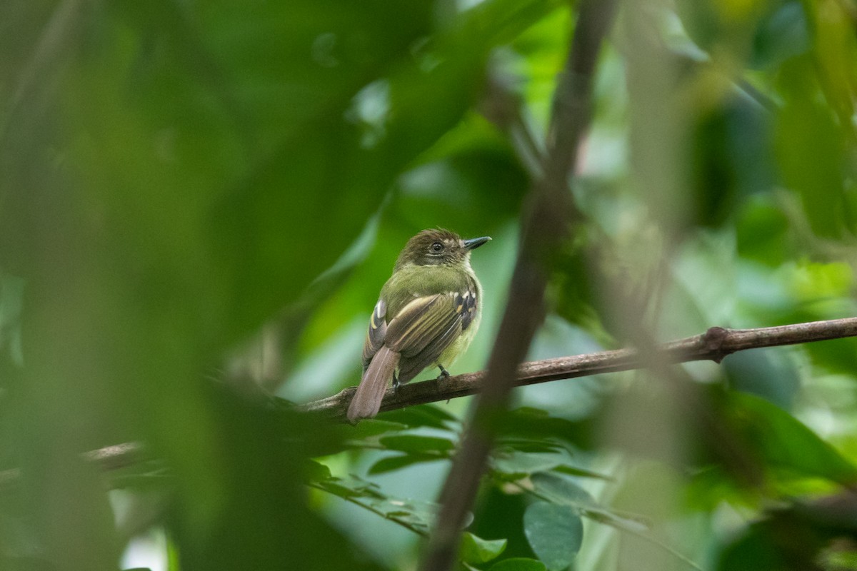 Sepia-capped Flycatcher - ML263322981