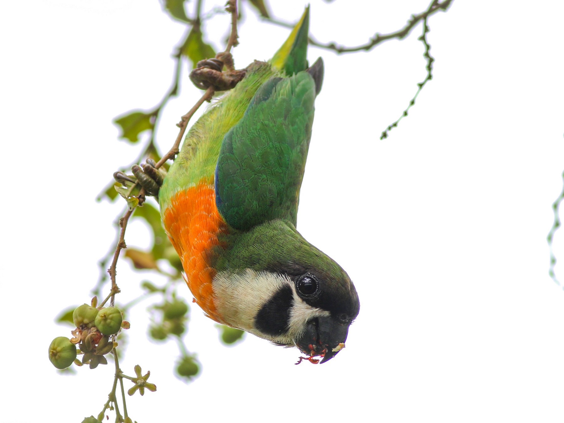 ホオグロイチジクインコ Ebird