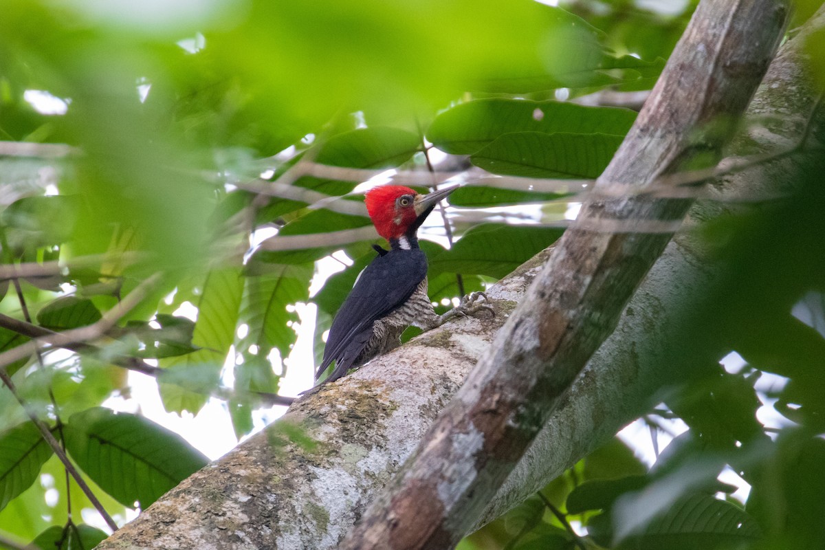 Crimson-crested Woodpecker - Thibaud Aronson
