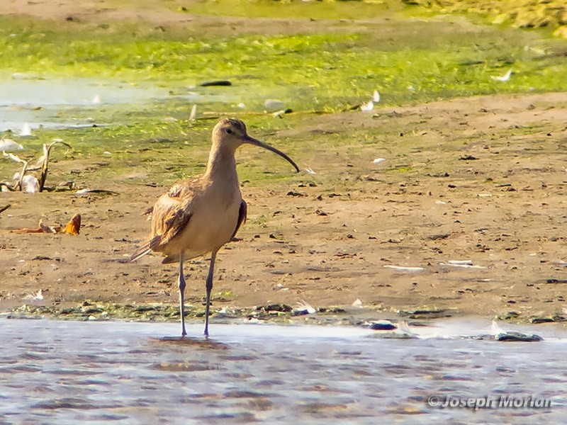 Long-billed Curlew - ML263328611
