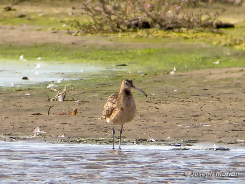 Long-billed Curlew - ML263329941