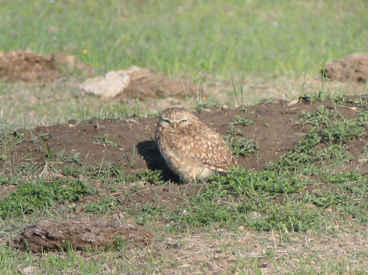Burrowing Owl - ML263330501