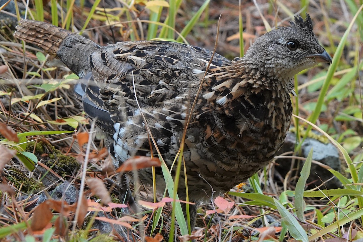 Ruffed Grouse - Mike Blancher