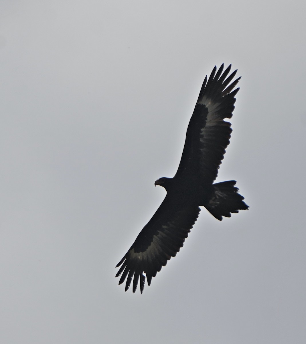 Wedge-tailed Eagle - ML263332121