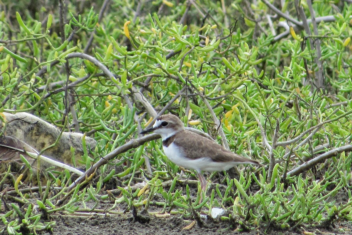 Collared Plover - ML263332421