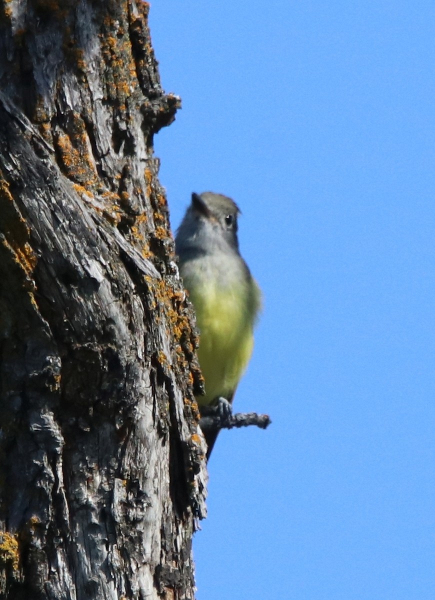Great Crested Flycatcher - ML263333671