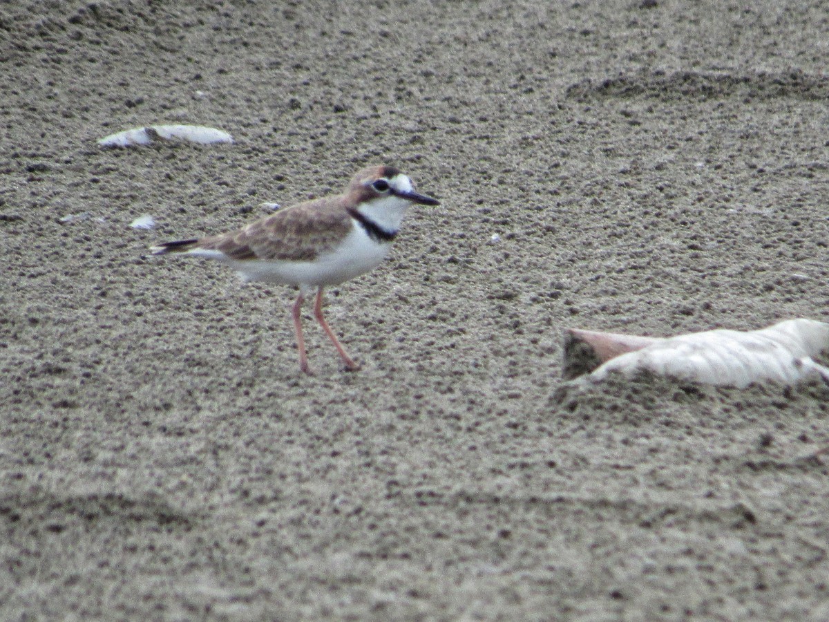 Collared Plover - ML263334661