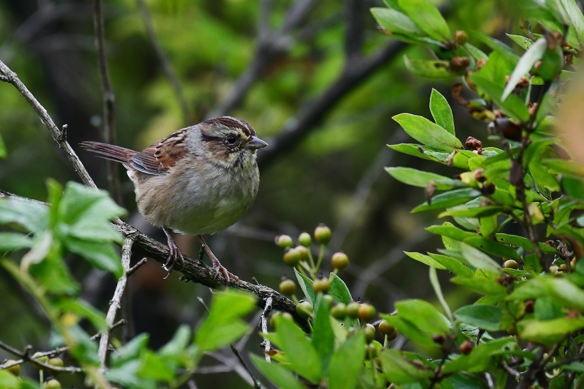 Swamp Sparrow - Tristan Herwood