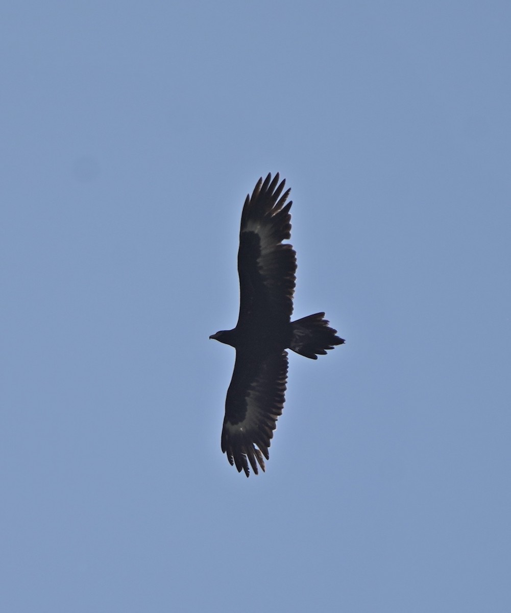Wedge-tailed Eagle - ML263335151