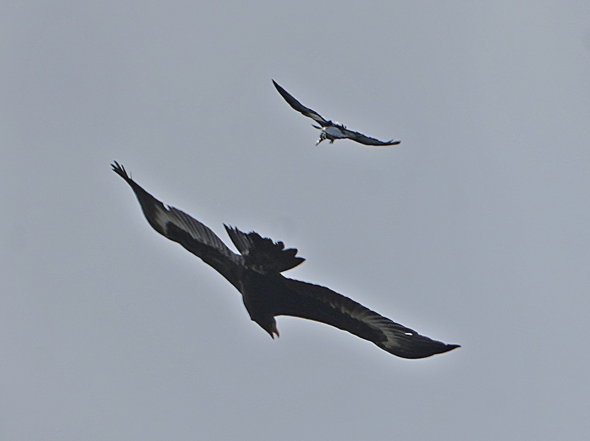 Wedge-tailed Eagle - ML263335251