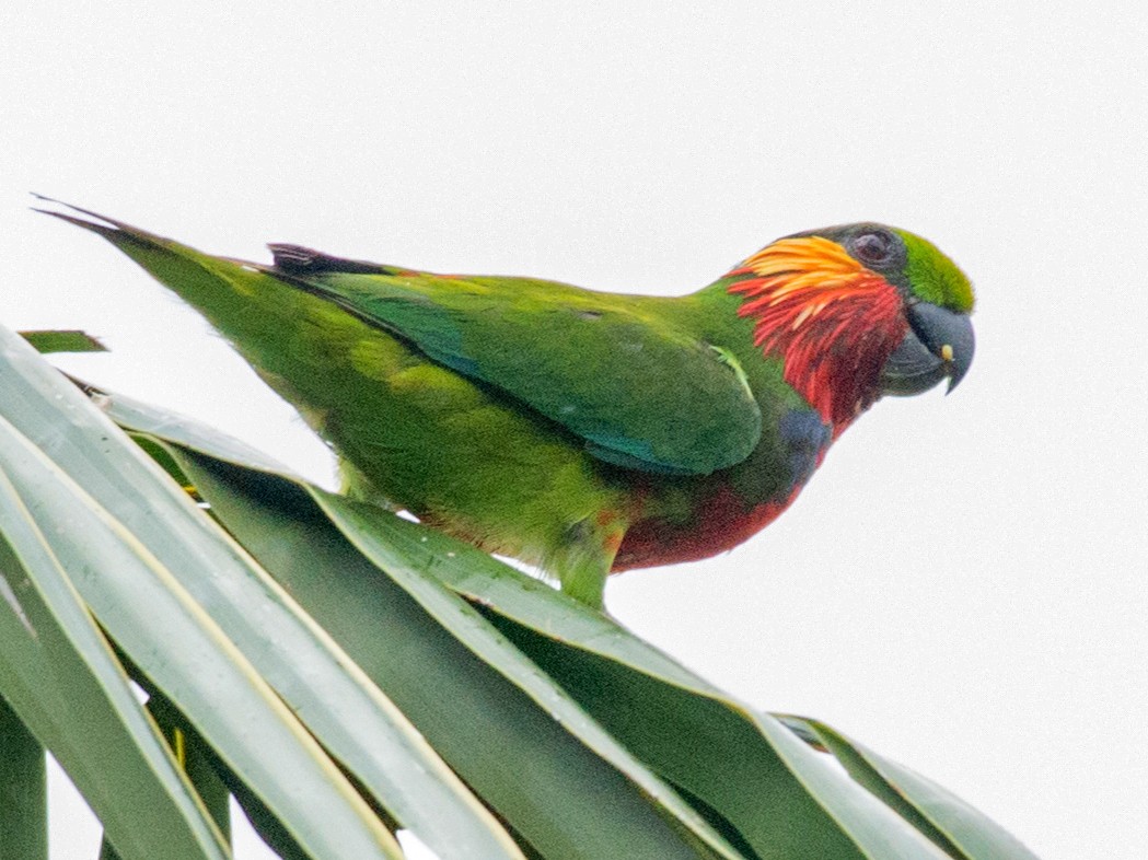 Edwards's Fig-Parrot - eBird