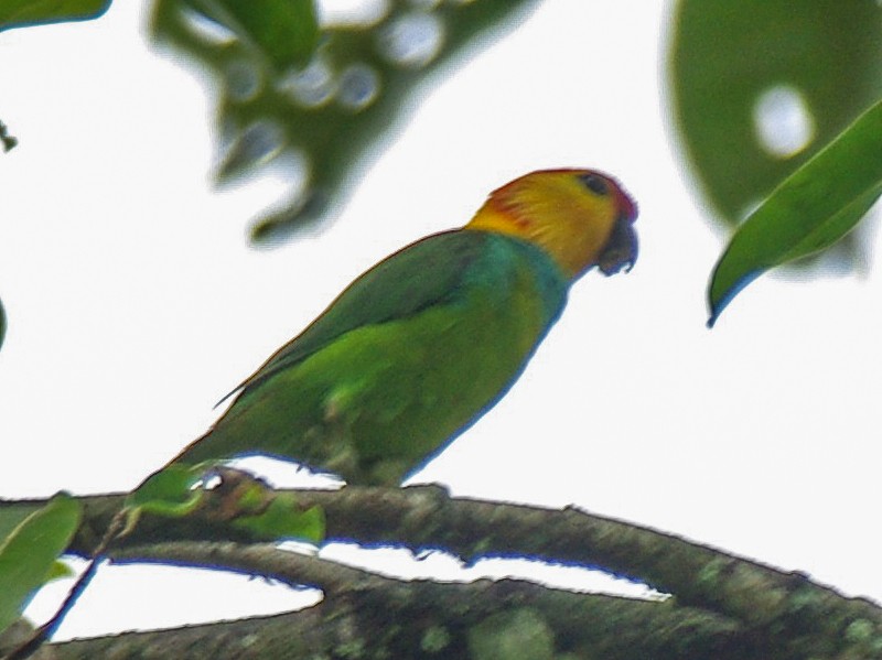 Large Fig-Parrot - Jonathan Pap