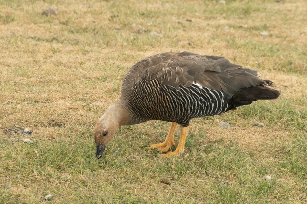 Upland Goose (Bar-breasted) - ML263337181