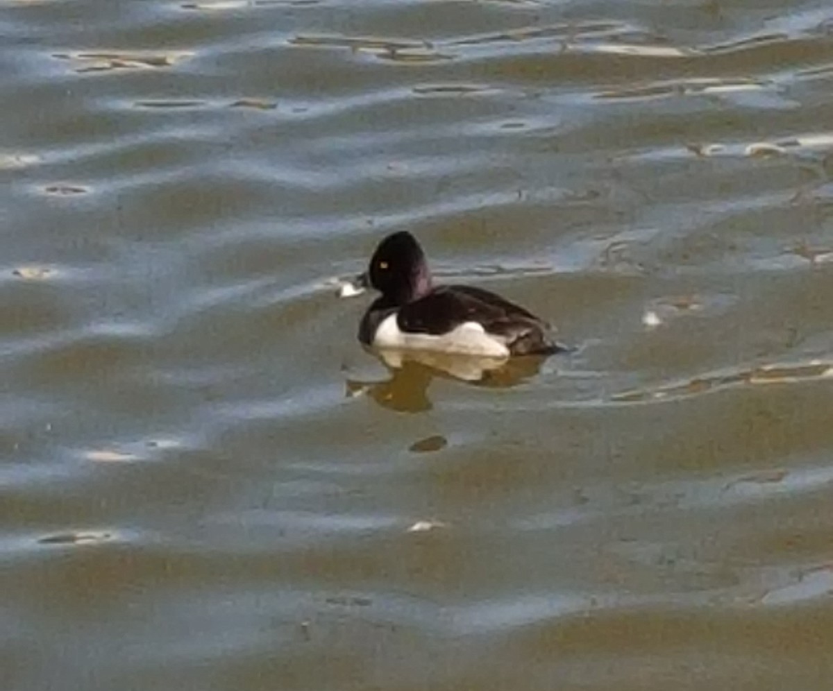 Ring-necked Duck - Stacy Holt