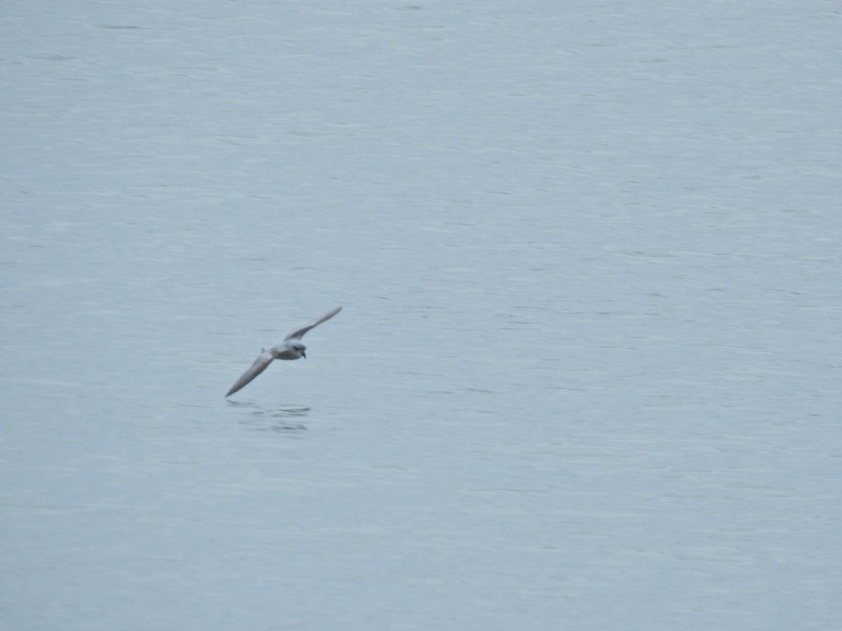 Fork-tailed Storm-Petrel - ML263354751