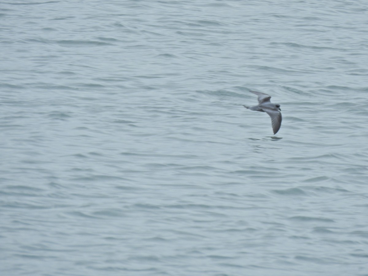 Fork-tailed Storm-Petrel - ML263354761