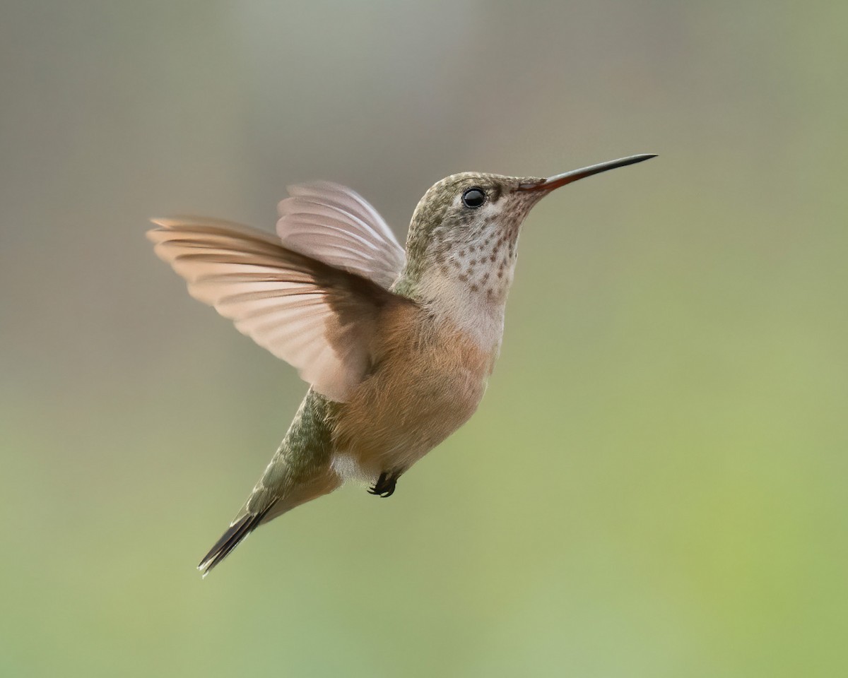 Calliope Hummingbird - Alison Davies