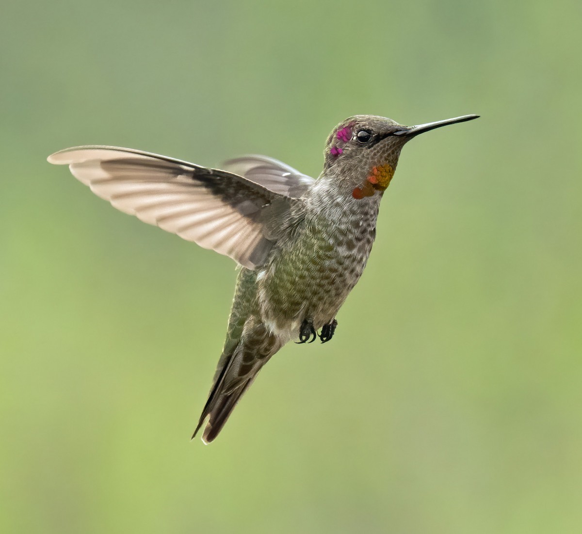 Anna's Hummingbird - Alison Davies