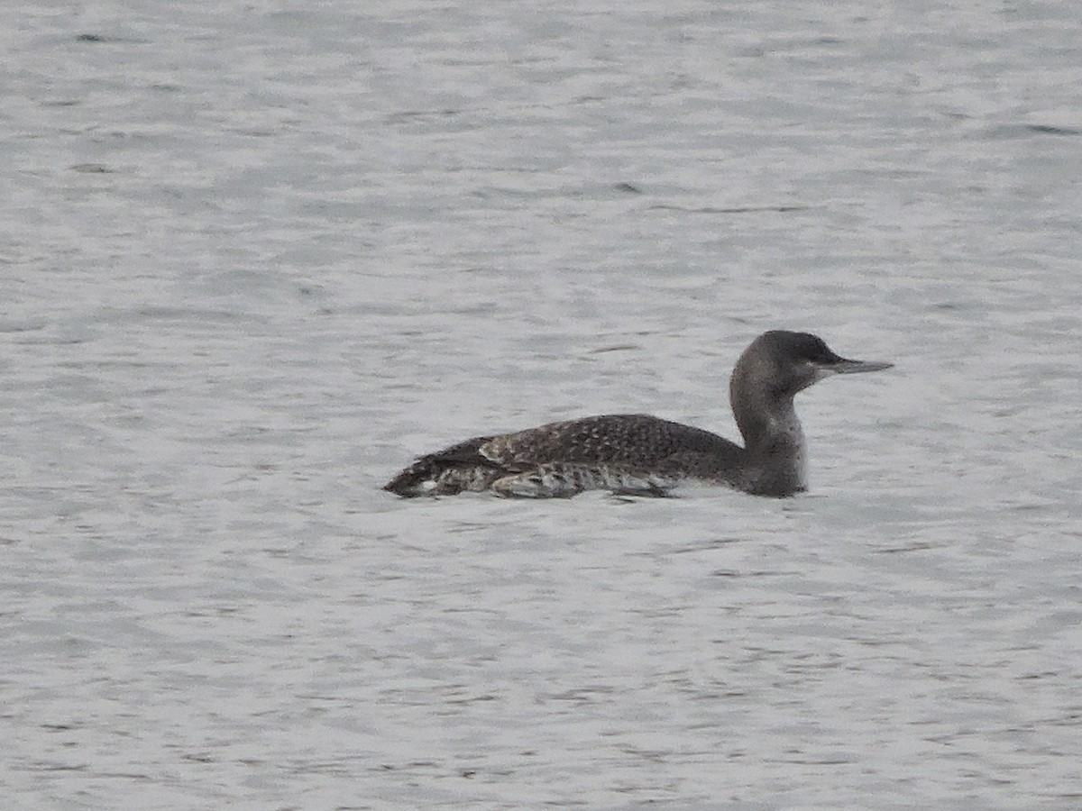 Red-throated Loon - ML26336021