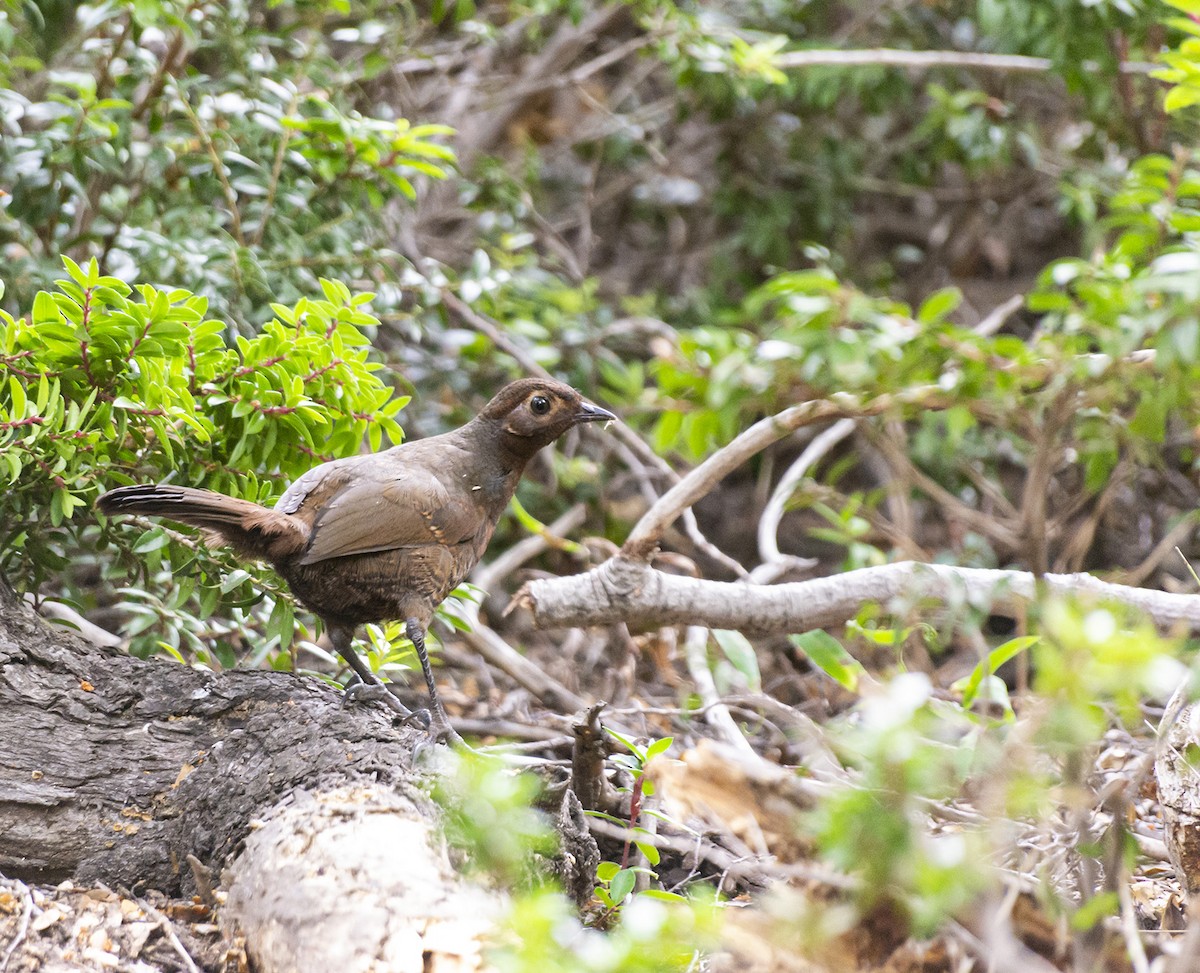 Chestnut-throated Huet-huet - Esteban Villanueva (Aves Libres Chile)