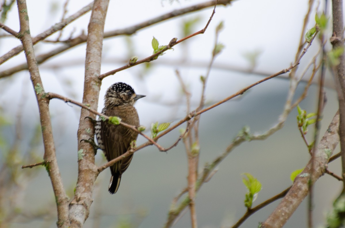 White-barred Piculet - ML263382981