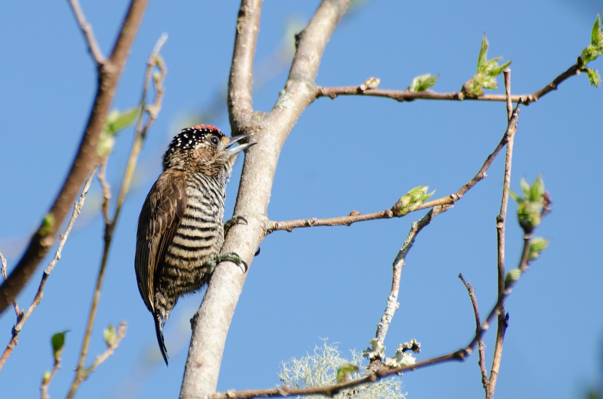 White-barred Piculet - ML263383021