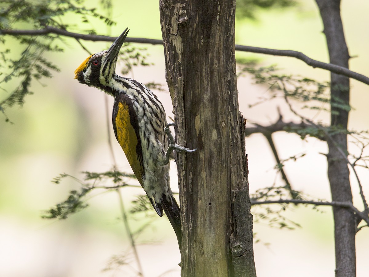 White-naped Woodpecker - Garima Bhatia