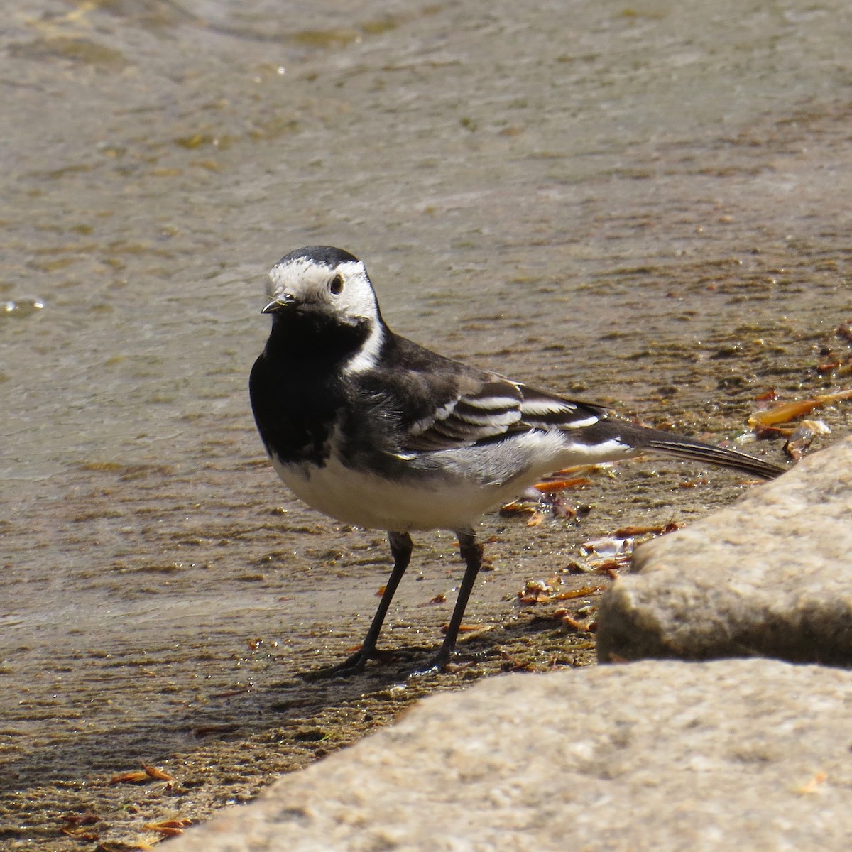 White Wagtail - Charlotte Morris
