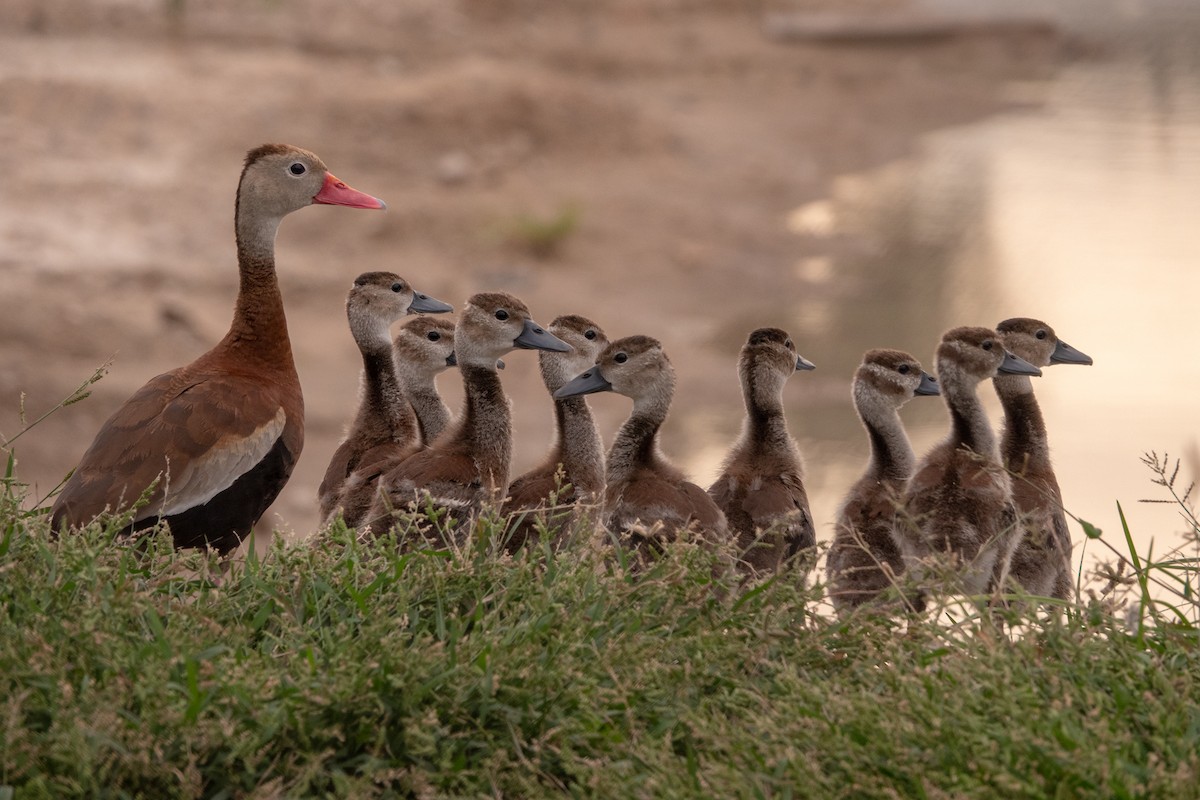 ml263388031-black-bellied-whistling-duck-macaulay-library