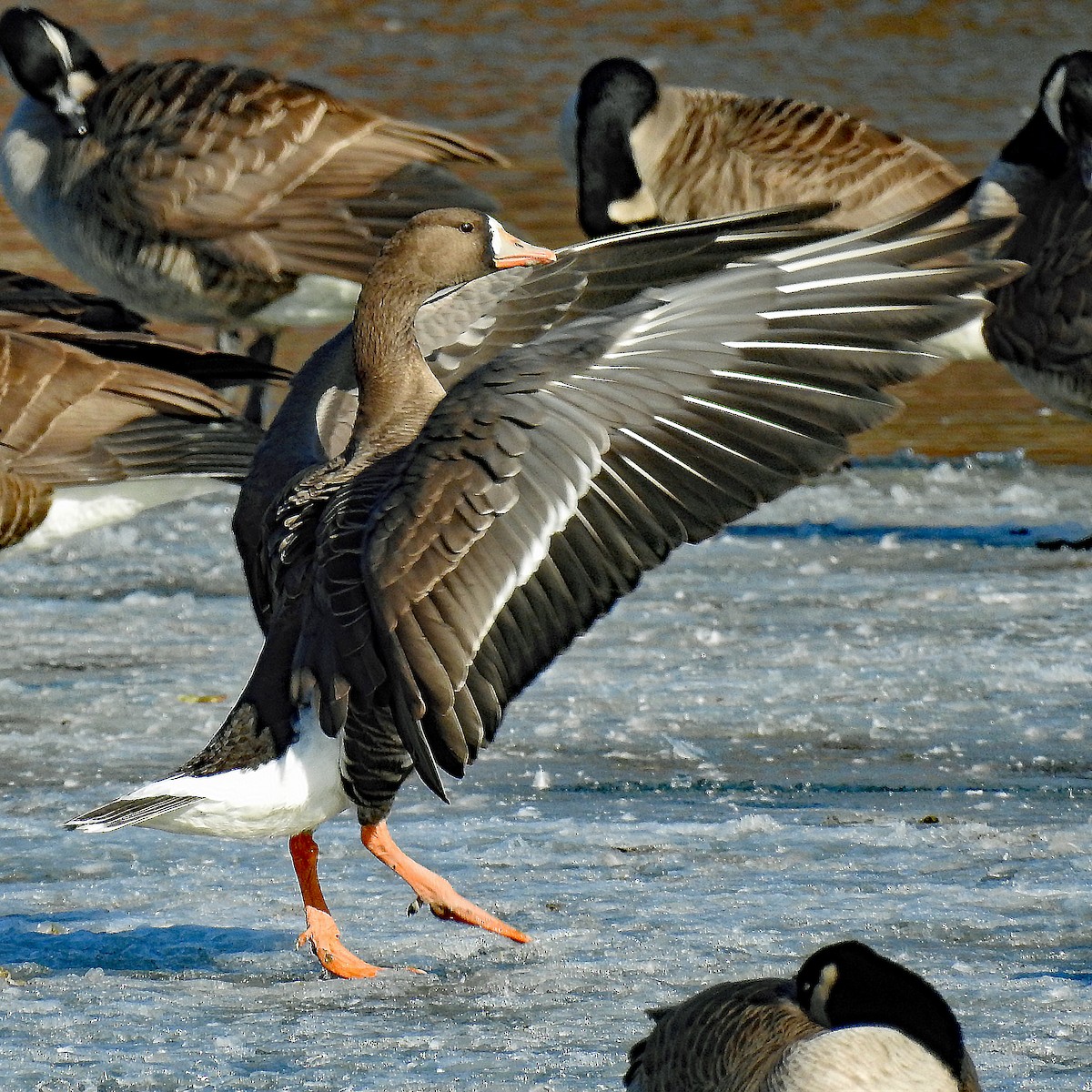 Greater White-fronted Goose - ML26339461