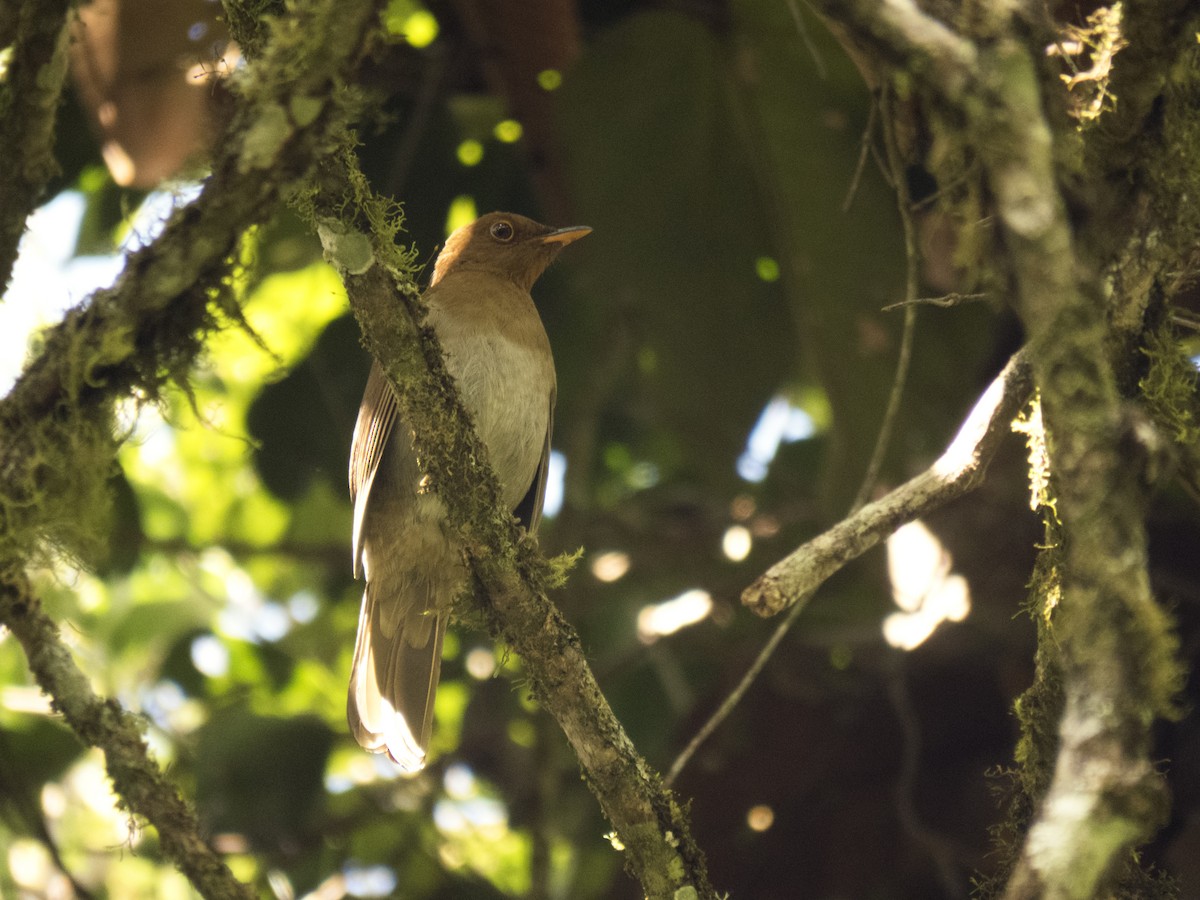 Rufous-brown Solitaire - ML263397121