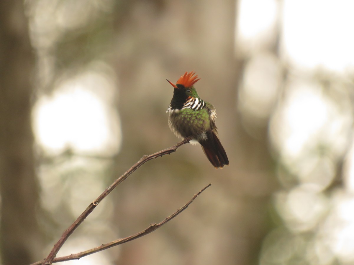 Frilled Coquette - ML263397211