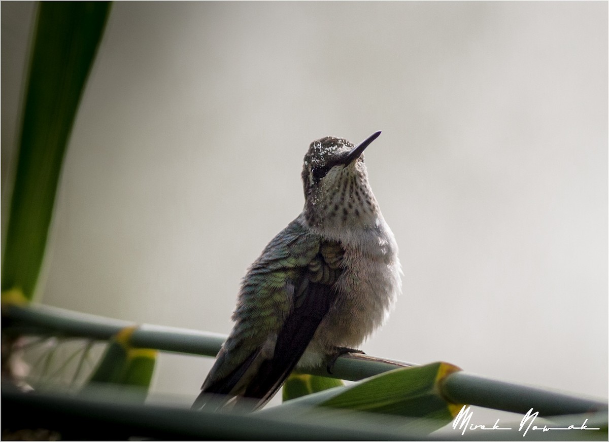 Ruby-throated Hummingbird - Mirek Nowak