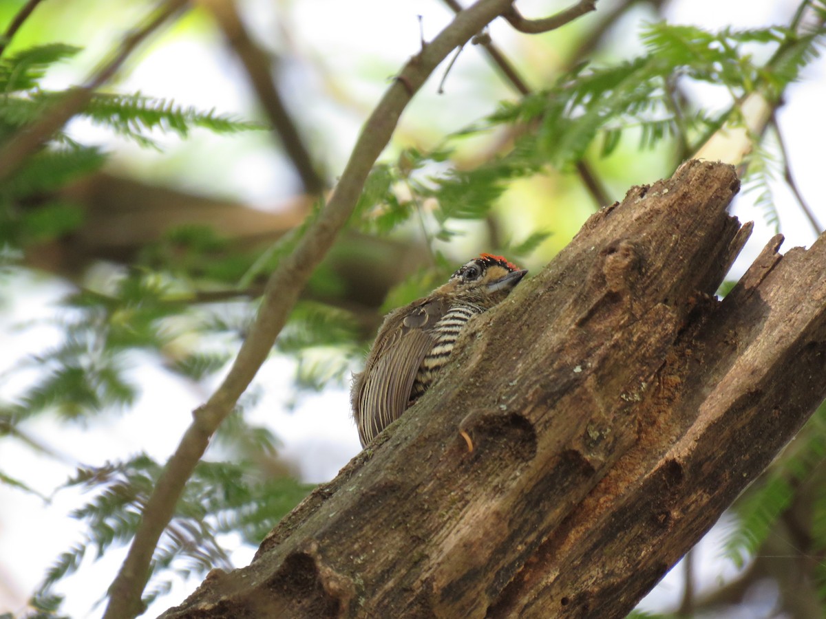 White-barred Piculet - ML263407951