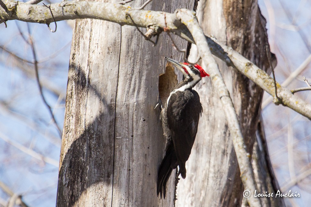 Pileated Woodpecker - Louise Auclair
