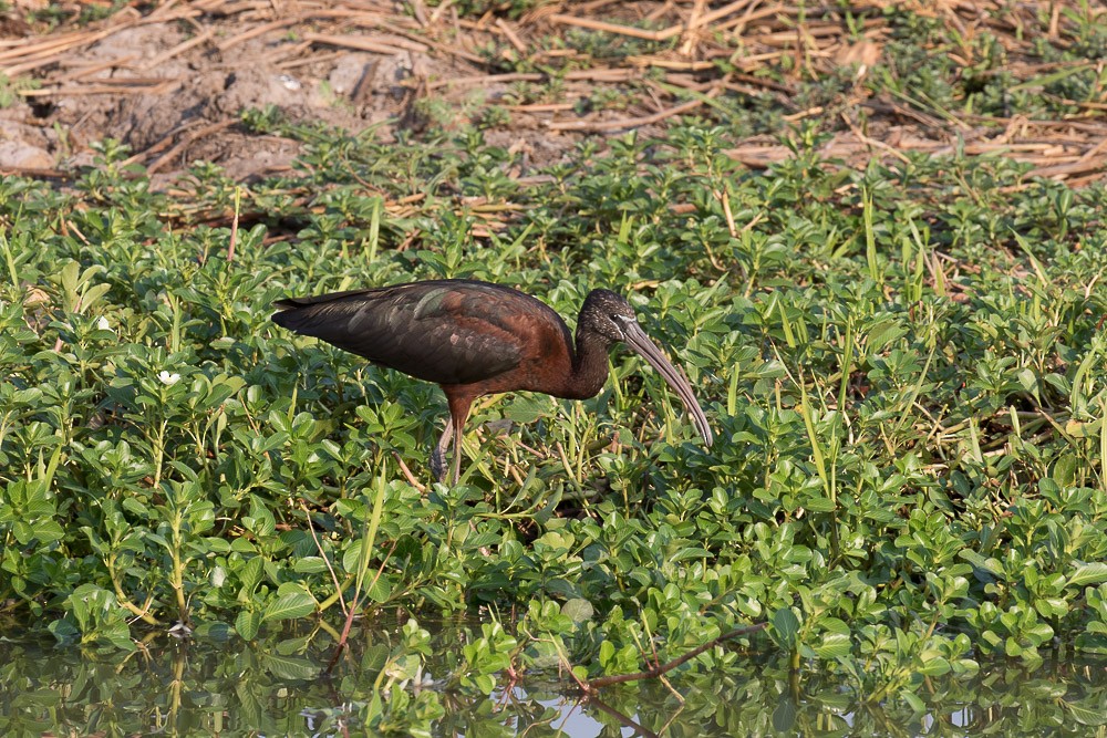 ibis hnědý - ML26341401