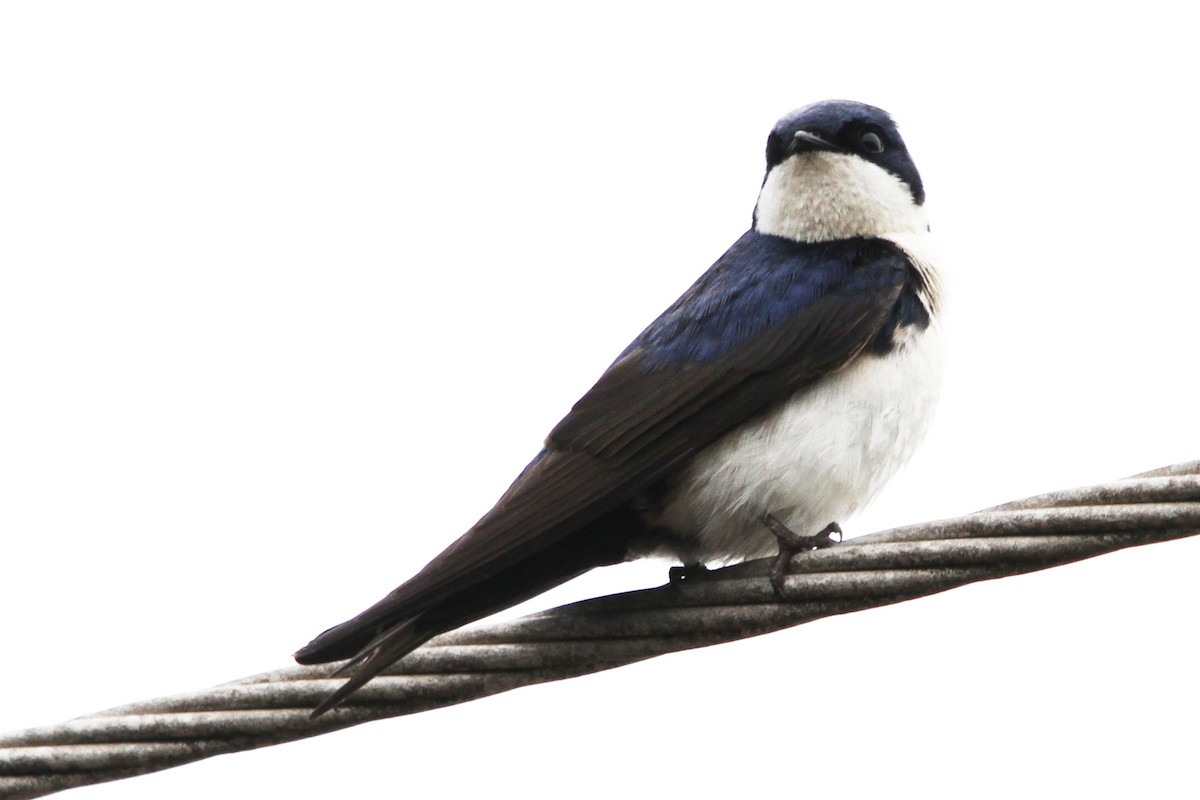Blue-and-white Swallow - Pedro Ayres