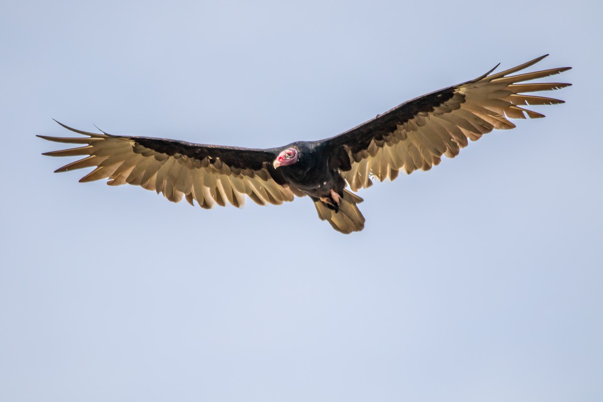 Turkey Vulture - Matthew Plante