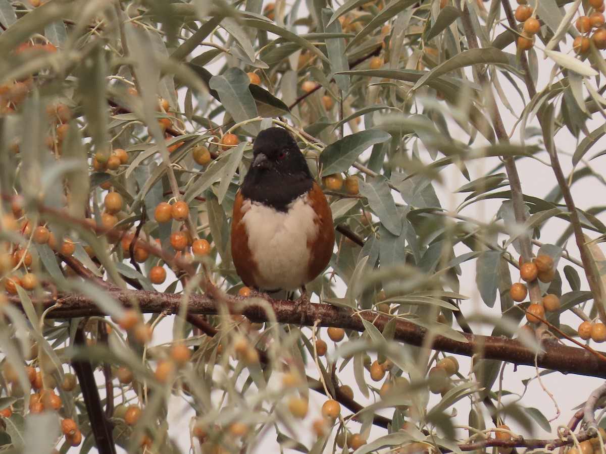 Spotted Towhee - Brent Thomas