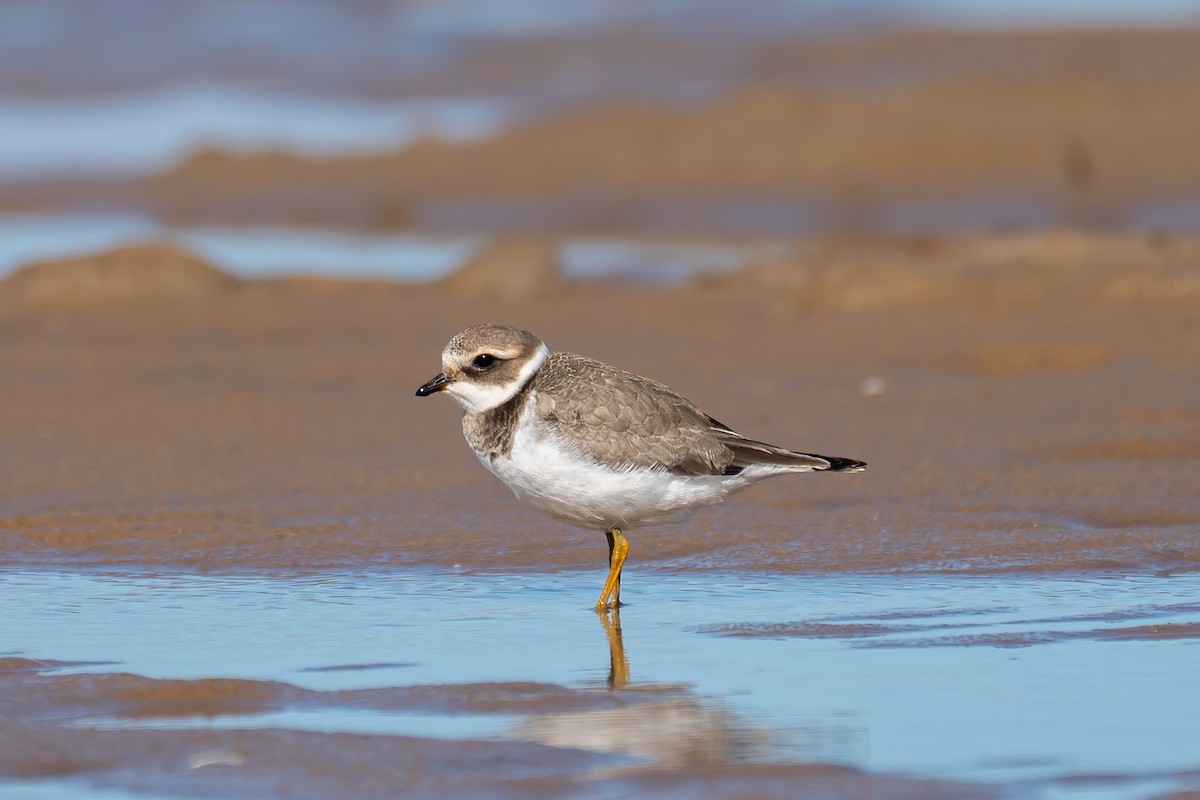 Common Ringed Plover - Jack Oldham