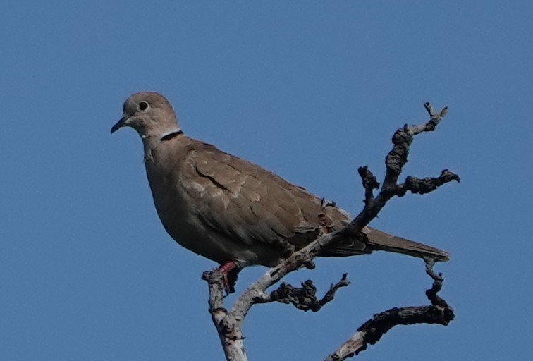 Eurasian Collared-Dove - ML263429081