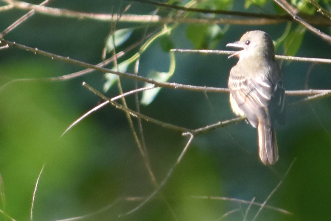Great Crested Flycatcher - ML263431811