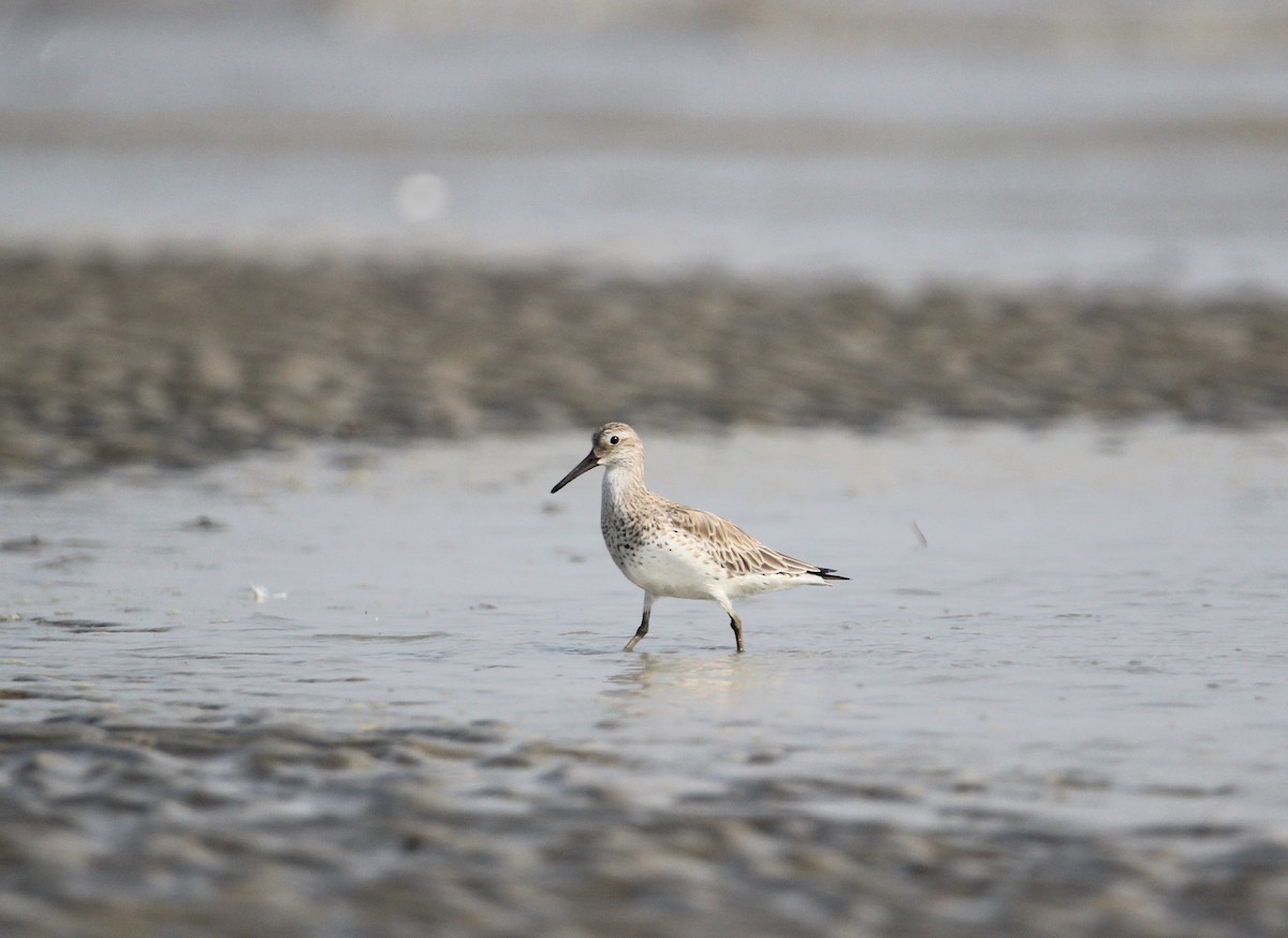 Great Knot - ML263433061