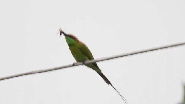 Asian Green Bee-eater - ML263433751