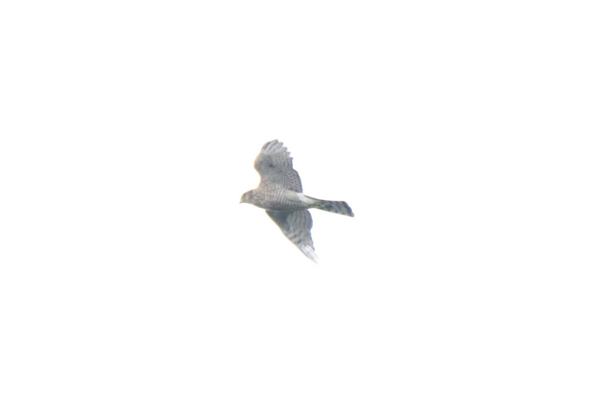 Eurasian Sparrowhawk - ML263434541