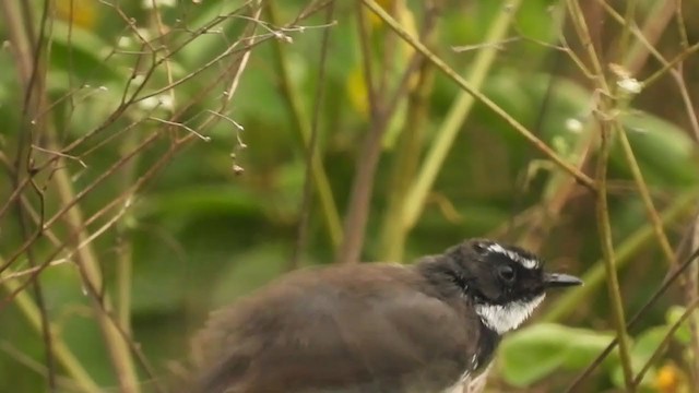 Spot-breasted Fantail - ML263435501